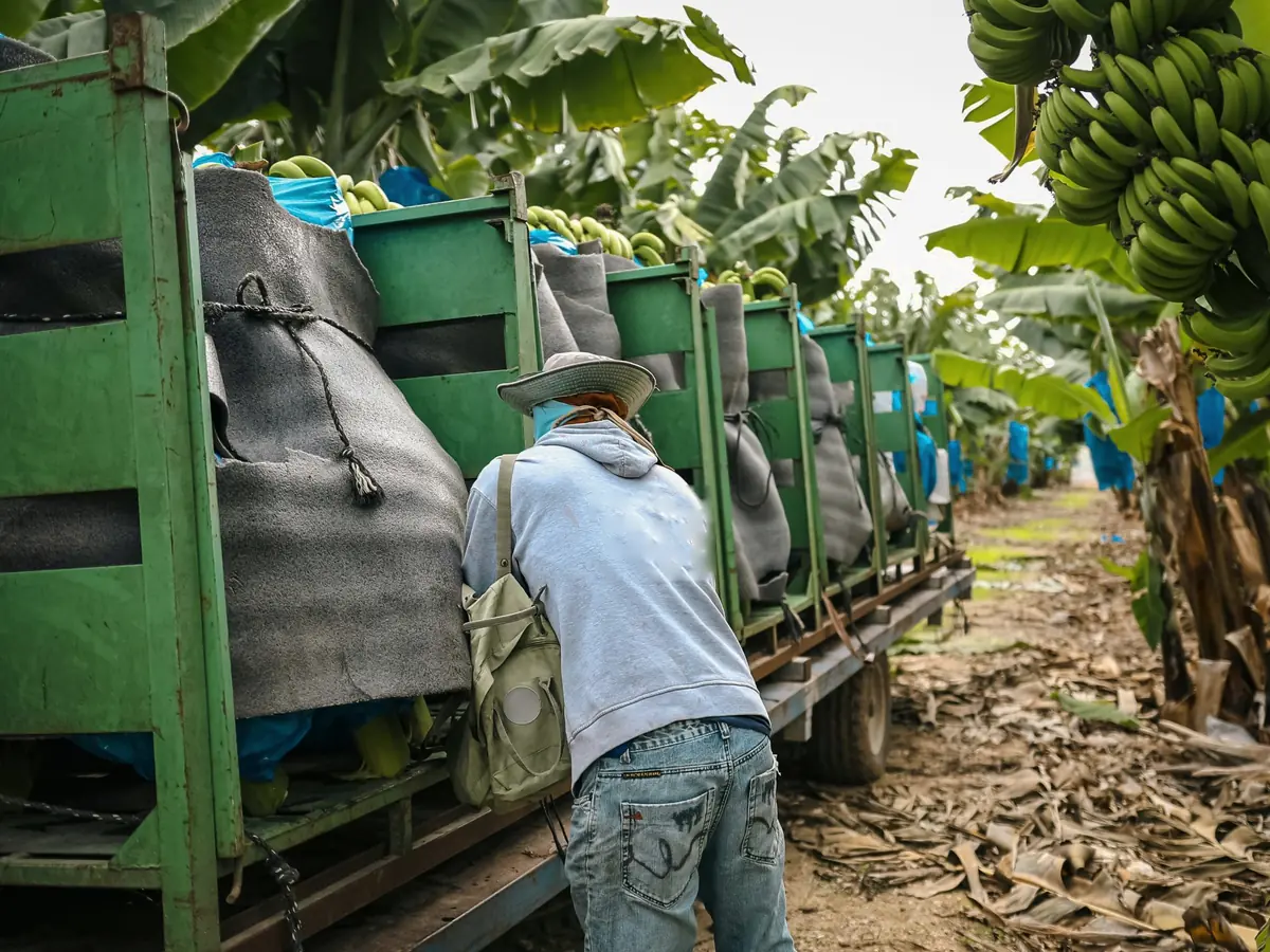 Sector agrícola